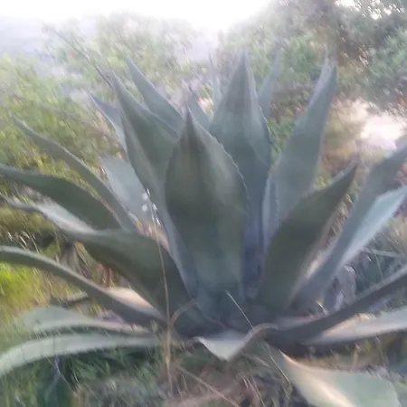 Nel Cilento Séjour à la campagne Ogliastro Cilento